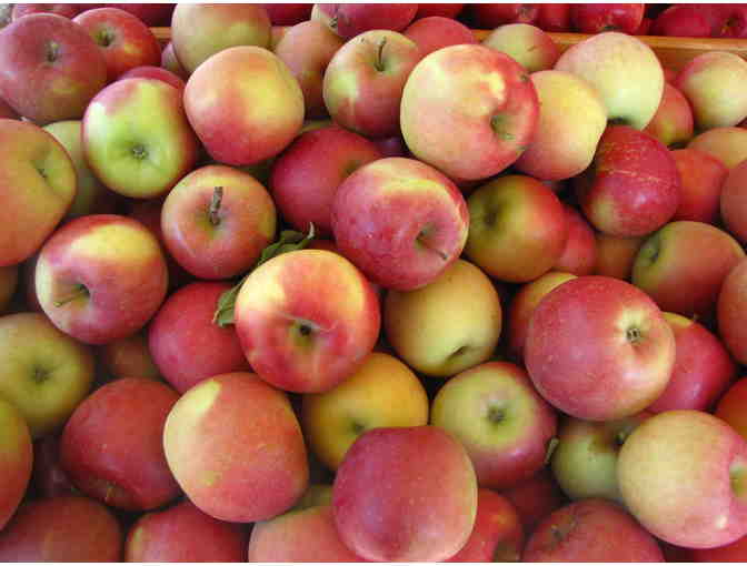 1 Case of Fuji Apples from Andy's Market