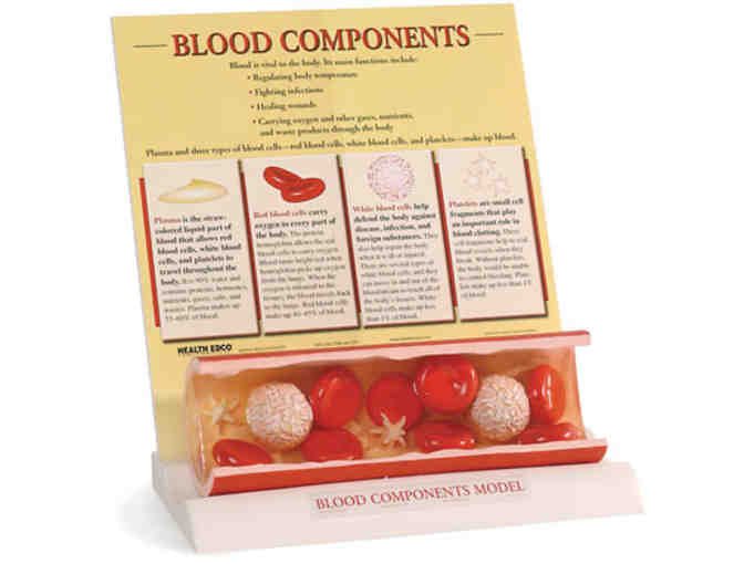 Teacher Wishlist: Life Science Blood Component Model