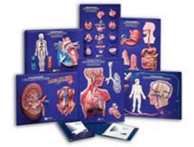 Teacher Wishlist: Life Science Human Body Systems Model