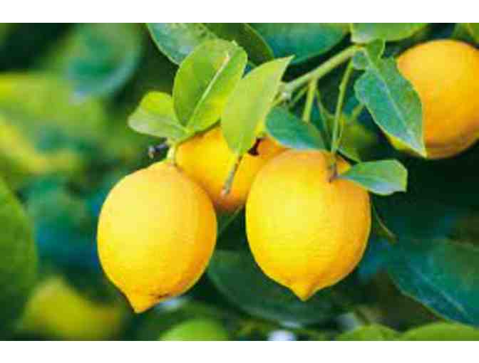 Lemons from The Land - Photo 1