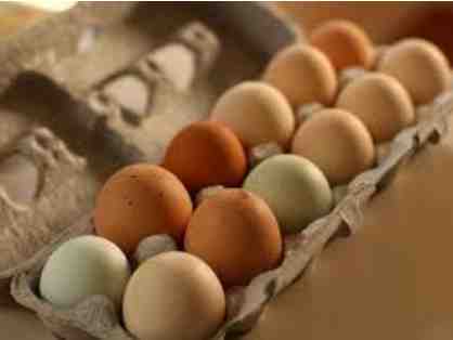 A Dozen Eggs from The New Village School Chickens