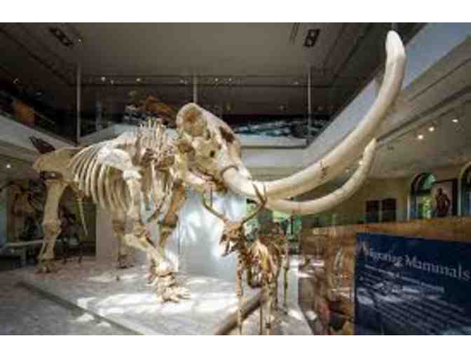 Natural History Museum or the Museum at La Brea Tar Pits - Los Angeles, CA - Photo 5