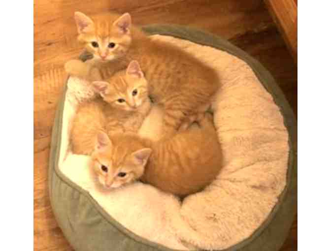 Be the Bridge to Safety for a Cat or Kitten - Mama and Kitten Fund - Photo 1