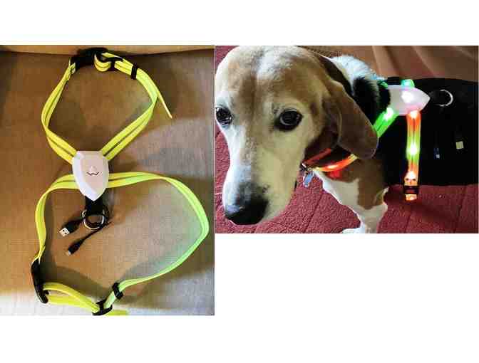 LED Rechargeable USB Lighted Harness Large - Photo 1