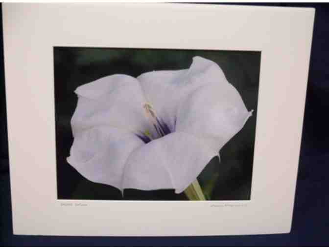 Matted Photograph Titled 'Sacred Datura' by Stephen P. Thompson