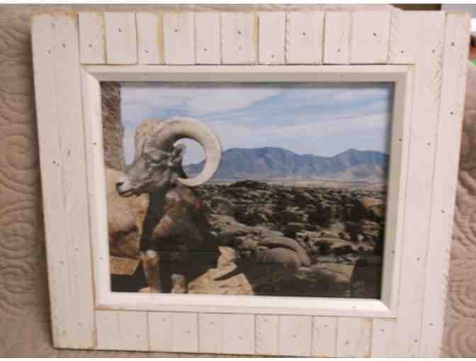 Fine Art Photograph Titled 'Big Horn Sheep'