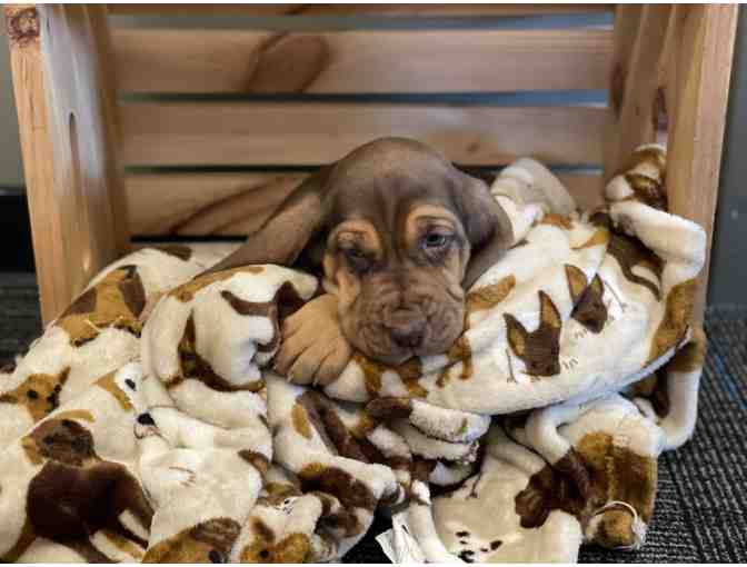 LIVE EVENT ITEM but BID NOW - Purebred Bloodhound 8 Week Old Puppy!