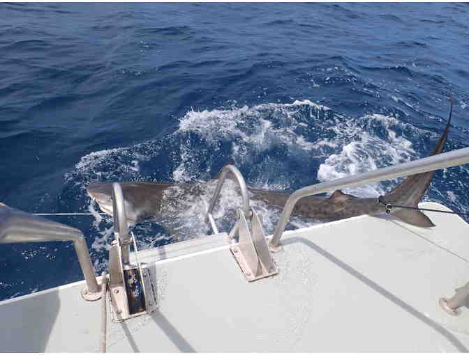 NSU Shark Tagging Full Day Trip for 30 People