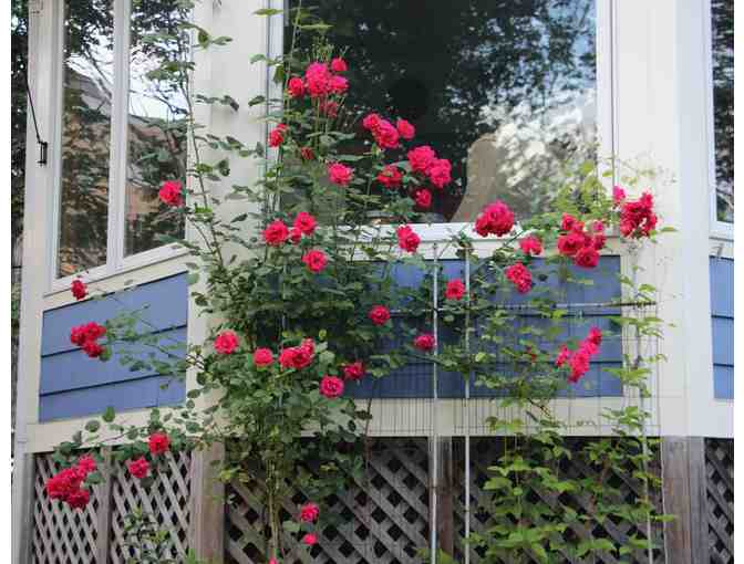 One-hour Energy Healing Session