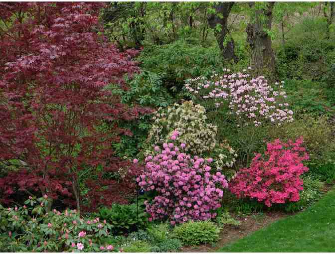 One-hour Energy Healing Session