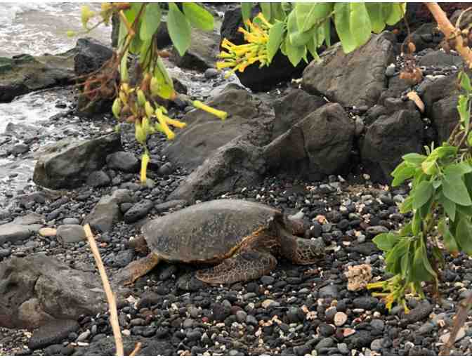 Magical Maui: a week of luxury, lava and labyrinths