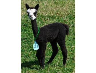 SPEND AN AFTERNOON WITH VILLA TEACHERS, MRS. SMITH AND MRS. WOODWARD, AND THEIR ALPACAS!