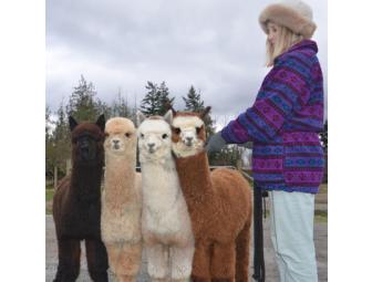 SPEND AN AFTERNOON WITH VILLA TEACHERS, MRS. SMITH AND MRS. WOODWARD, AND THEIR ALPACAS!