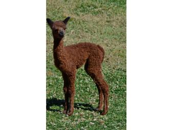 SPEND AN AFTERNOON WITH VILLA TEACHERS, MRS. SMITH AND MRS. WOODWARD, AND THEIR ALPACAS!
