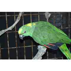 Rikki- Yellow Naped Amazon Parrot