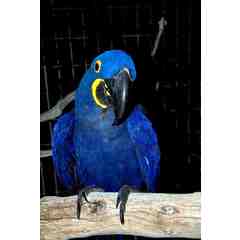 Spencer Tracy- Hyacinth Macaw