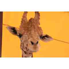 Jabbar Jr-Hybrid Giraffe