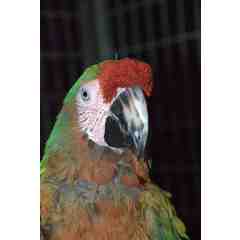 Sonny- Catalina Macaw