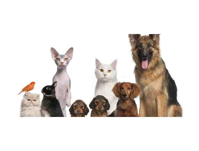 HOME CARE VETERINARY P.C. - House Call Veterinary Exam with Vaccination for Cat or Dog