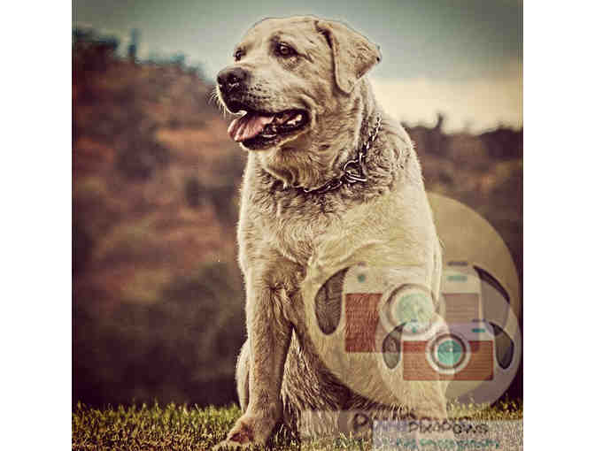Pix4Paws Pet Photography Gift Certificate