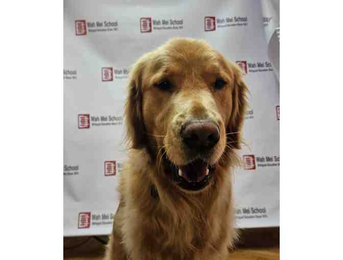 1 hour with Percy Wong! Win some time with our fluffy wellness dog