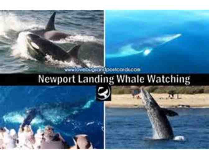 Newport Landing Whale Watching - two tickets for one trip valued at $64