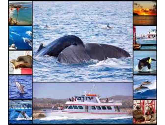 Newport Landing Whale Watching - two tickets for one trip valued at $64