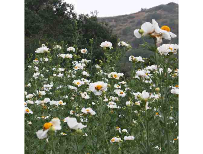 Descanso Gardens with Waverly Elementary School Co-Leads, Bevan and Emily