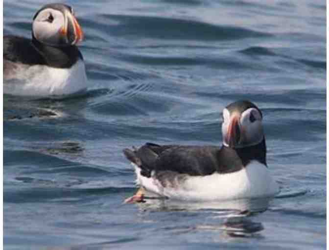 Acadia Puffin Cruise, Steuben, ME - $100 Gift Certificate