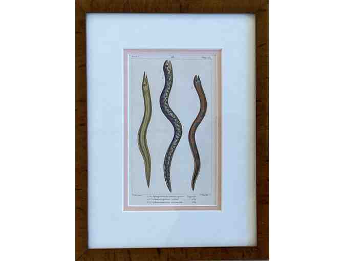 Pair 19th Century Natural History Framed Eel Prints from Stone Block Antiques