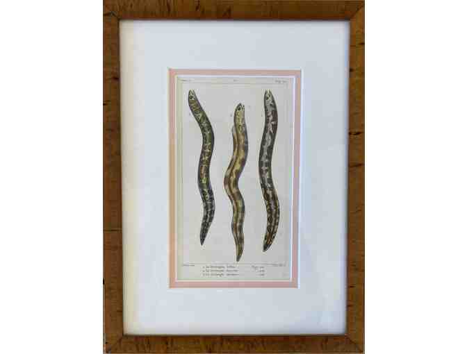 Pair 19th Century Natural History Framed Eel Prints from Stone Block Antiques