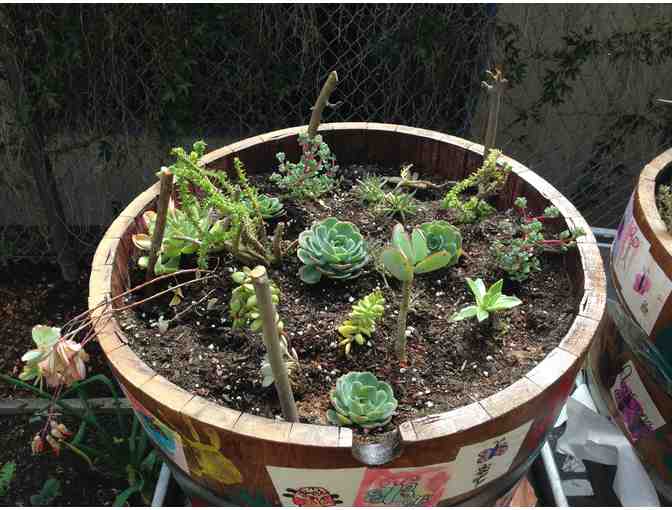 Classroom Art Project: Allabach - Half Wine Barrel Succulents #1