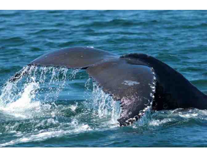 Santa Cruz Whale Watching ~ Gift Certificate for One Adult, Stagnaro's Charters