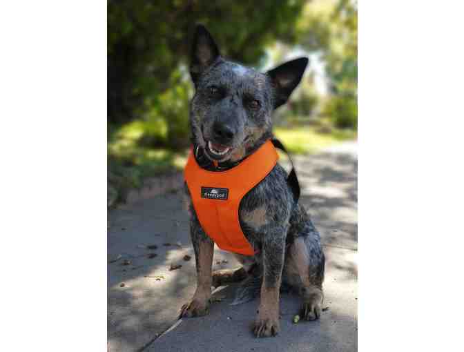 Dog Harness - Sleepypod 3 Point Safety Click It - Orange Dream in Large