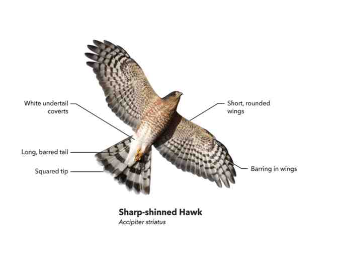 Cornell Lab Bird Academy: Hawk and Raptor Identification - Online Course