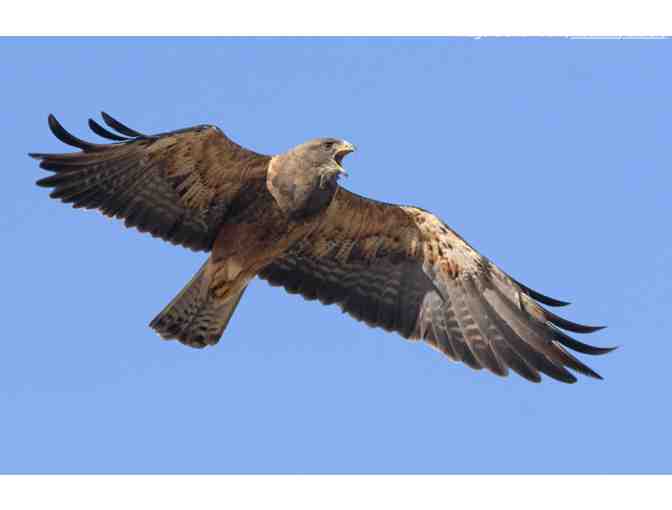 Cornell Lab Bird Academy: Hawk and Raptor Identification - Online Course