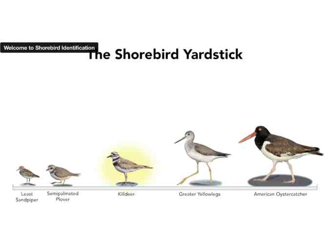 Cornell Lab Bird Academy: Shorebird Identification - Online Course