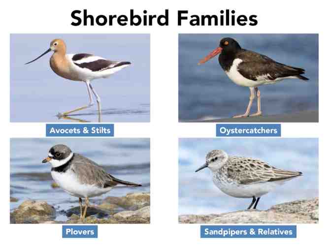 Cornell Lab Bird Academy: Shorebird Identification - Online Course
