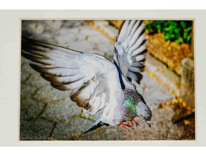 Pigeon in Flight - Photograph by Colleen Sturtevant