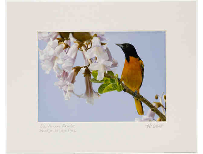 Baltimore Oriole Photograph by Heather Wolf