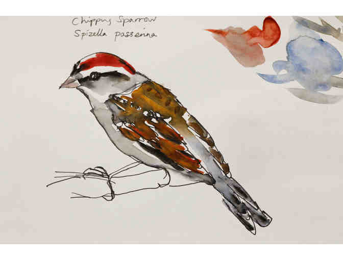 Chipping Sparrow Watercolor Sketch by Angela Brew
