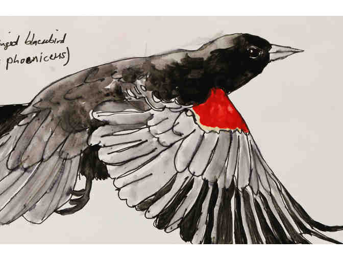Red-winged Blackbird Watercolor Sketch by Angela Brew