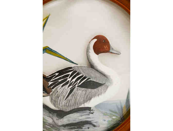 Pintail duck diorama by Joseph Q. Whipple
