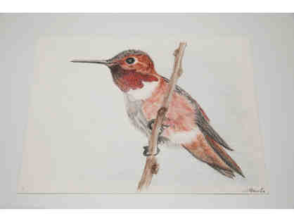 Hummingbird perching - drawing by Lu Scott