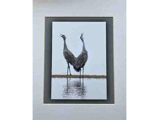 Two photographs of sandhill cranes by Erv Nichols