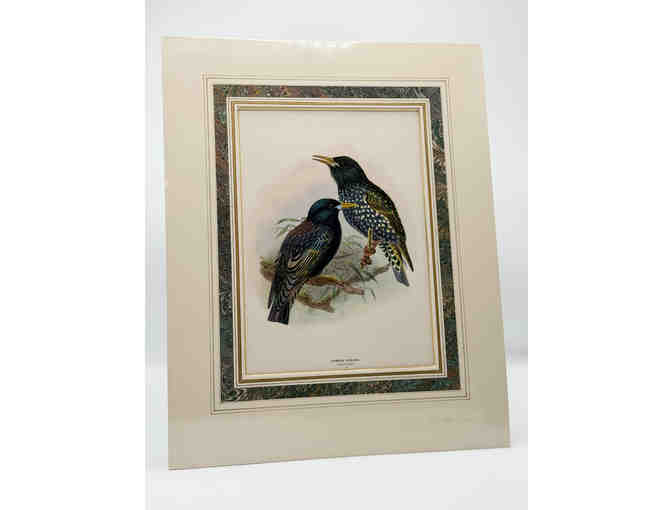 Hand colored original print from A History of the Birds of Europe 1881 - Starling