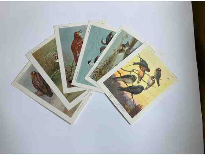 Set of 25 'Bird Portraits in Color' of North American bird species