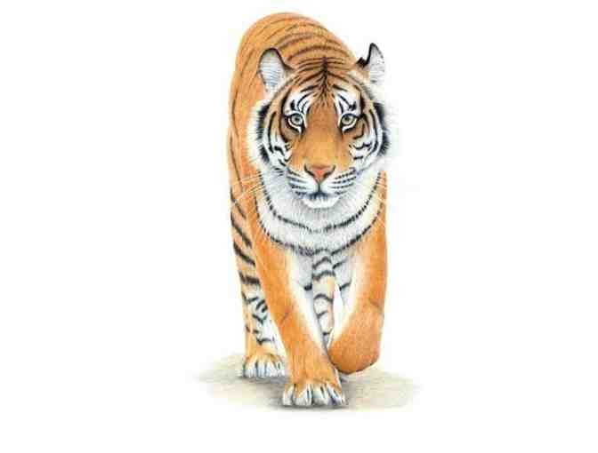 Tiger- a giclee print by Lesley Galton