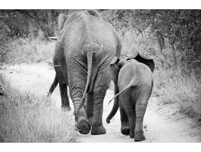 Coming and Going - Two photographs of mother/daughter elephants