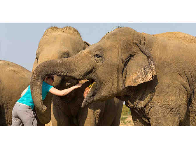 Behind-The-Scenes Tour of India including the Elephant Conservation and Care Center